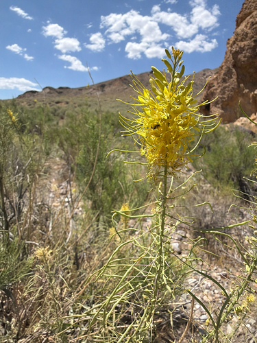 Desert Prince's Plume