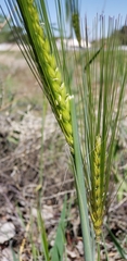 Hordeum vulgare