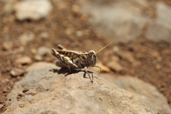 Calliptamus madeirae