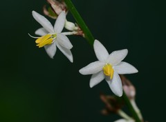 Chlorophytum gothanense