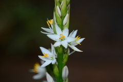 Chlorophytum gothanense
