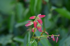 Cinnamomum malabatrum