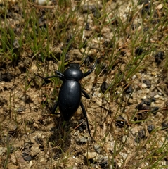 Coelocnemis dilaticollis