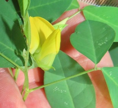 Crotalaria natalensis