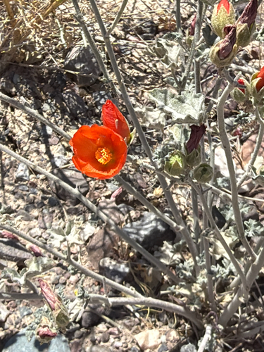 apricot mallow