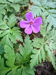 Geranium yeoi, photograph (c) Brook, some rights reserved (CC BY)