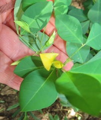 Crotalaria natalensis