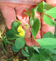 Crotalaria natalensis