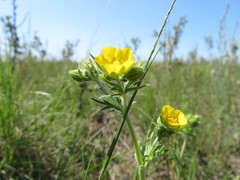 Potentilla bipinnatifida