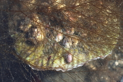 Pododesmus macrochisma