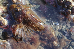 Hemilepidotus hemilepidotus