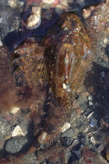 Hemilepidotus hemilepidotus