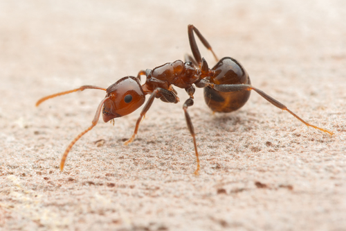 Notoncus gilbertiNotoncus gilberti