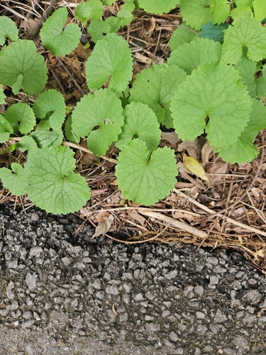 garlic mustard