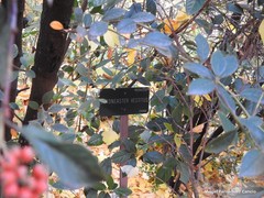 Cotoneaster vestitus