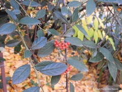 Cotoneaster vestitus