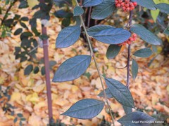 Cotoneaster vestitus