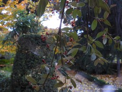 Cotoneaster vestitus