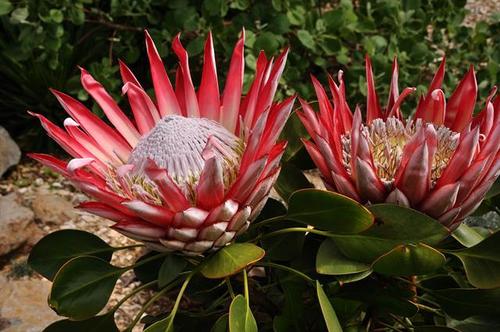 Sugarbushes (Flora of South Africa) · iNaturalist