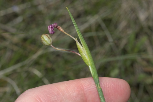 Olsynium douglasii, photograph 6