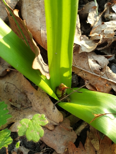 Colchicum umbrosum (Colchicum umbrosum)