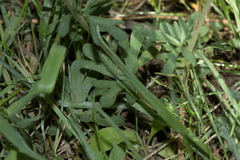 Lithophragma glabrum, photograph author not stated, no rights reserved