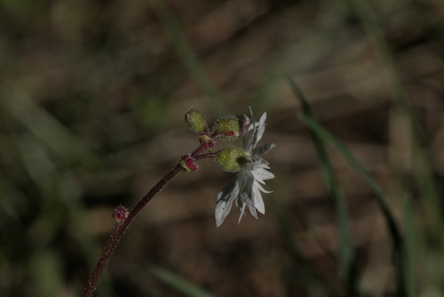 Lithophragma glabrum, photograph 5