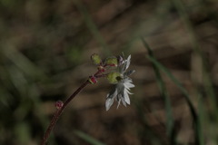 Lithophragma glabrum, photograph author not stated, no rights reserved