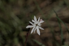 Lithophragma glabrum, photograph author not stated, no rights reserved