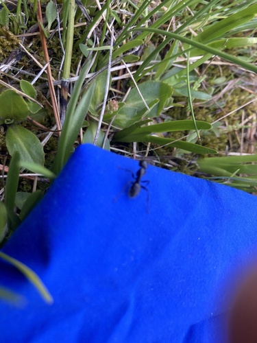 iNaturalist observation photo of Carpenter Ants, Typical Sugar Ants and Allies