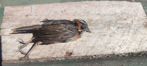 Rufous-collared Sparrow