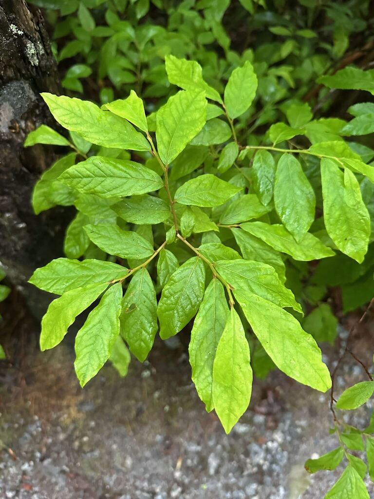 bear huckleberry
