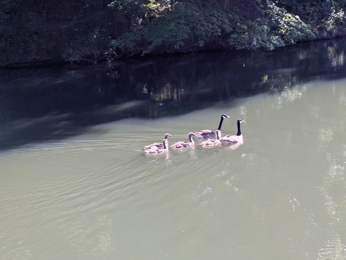 Canada Goose