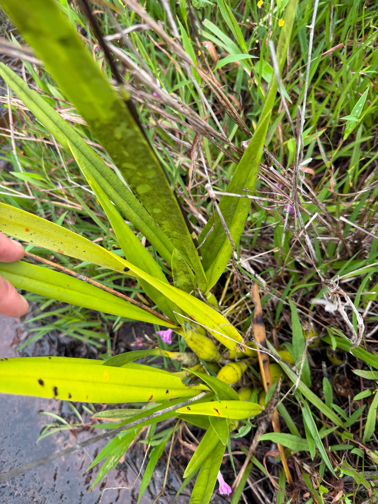 Encyclia granitica (Lindl.) Schltr. 4