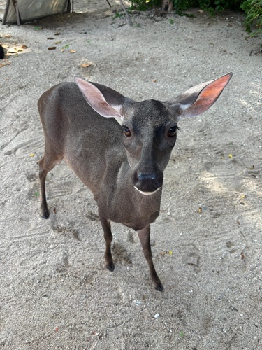 White-tailed Deer (Odocoileus virginianus)