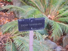 Cycas taiwaniana