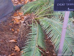 Cycas taiwaniana