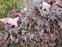 Sedum ternatum