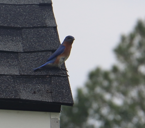 Eastern Bluebird