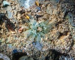Aulactinia stella