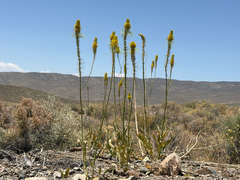 Stanleya elata, photograph (c) Aaron Liston, some rights reserved (CC BY)