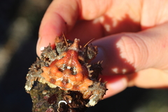 Phyllolithodes papillosus