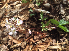 Cardamine angustata