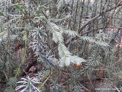 Podocarpus nubigenus