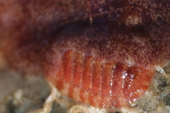 Tripoplax trifida