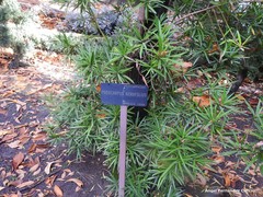 Podocarpus neriifolius
