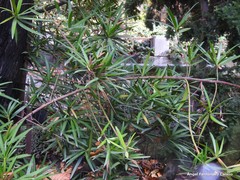 Podocarpus neriifolius