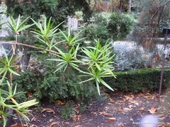 Podocarpus neriifolius