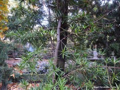 Podocarpus neriifolius