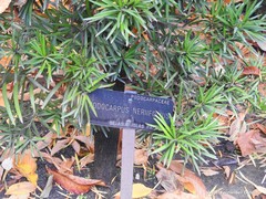 Podocarpus neriifolius
